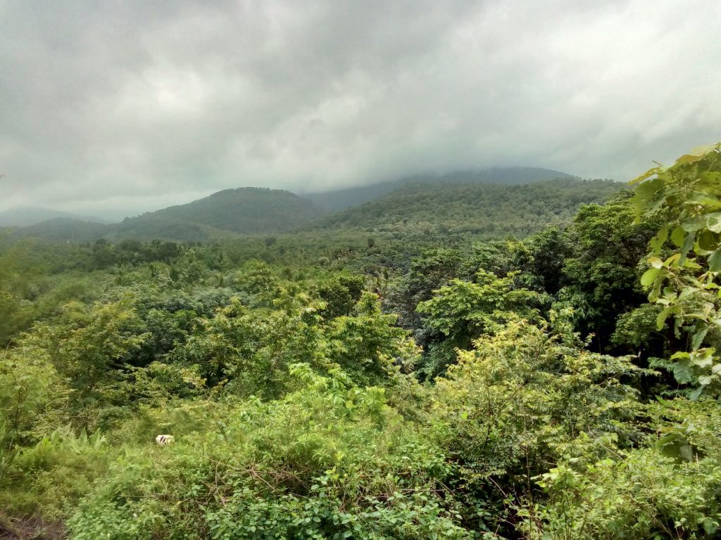 vadattupara forest
