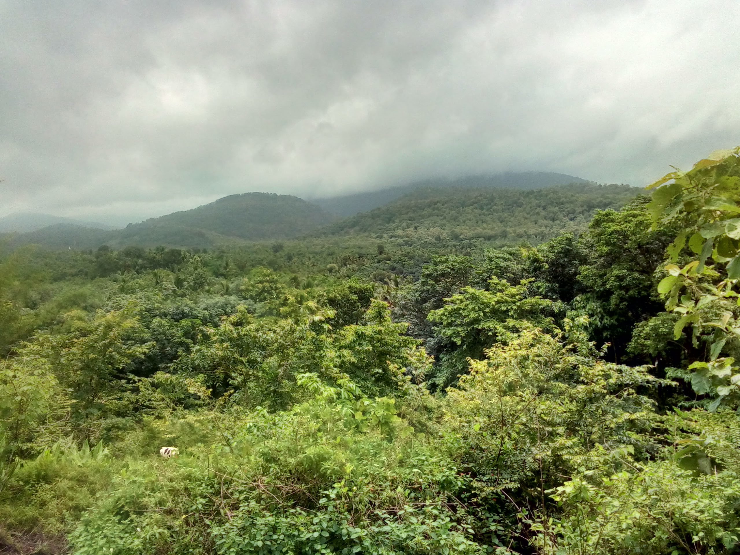 vadattupara forest
